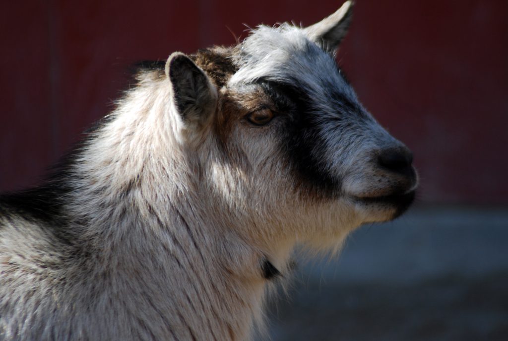 African Pygmy Goat Saginaw Children's Zoo