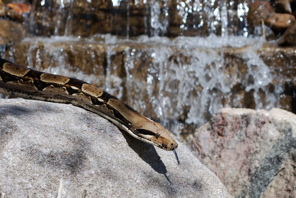 Red-tailed Boa Constrictor - Elmwood Park Zoo