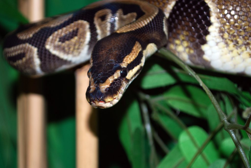 Ball Python – Saginaw Children's Zoo
