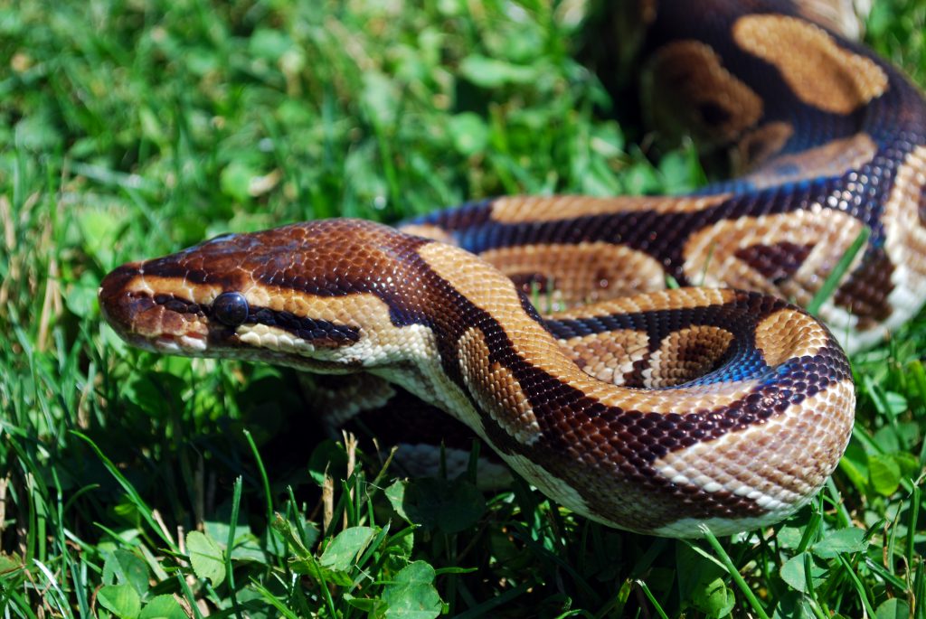 Ball Pythons - Reptiles