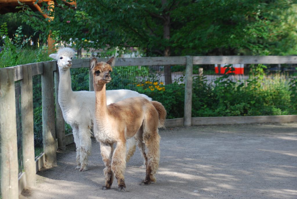Alpaca