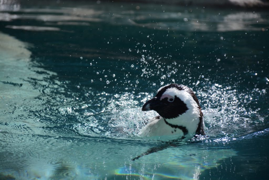 African penguins face extinction, please help us prevent that from