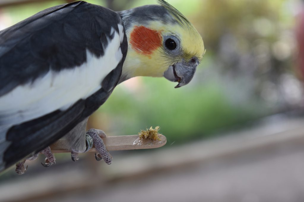 australian cockatiel bird