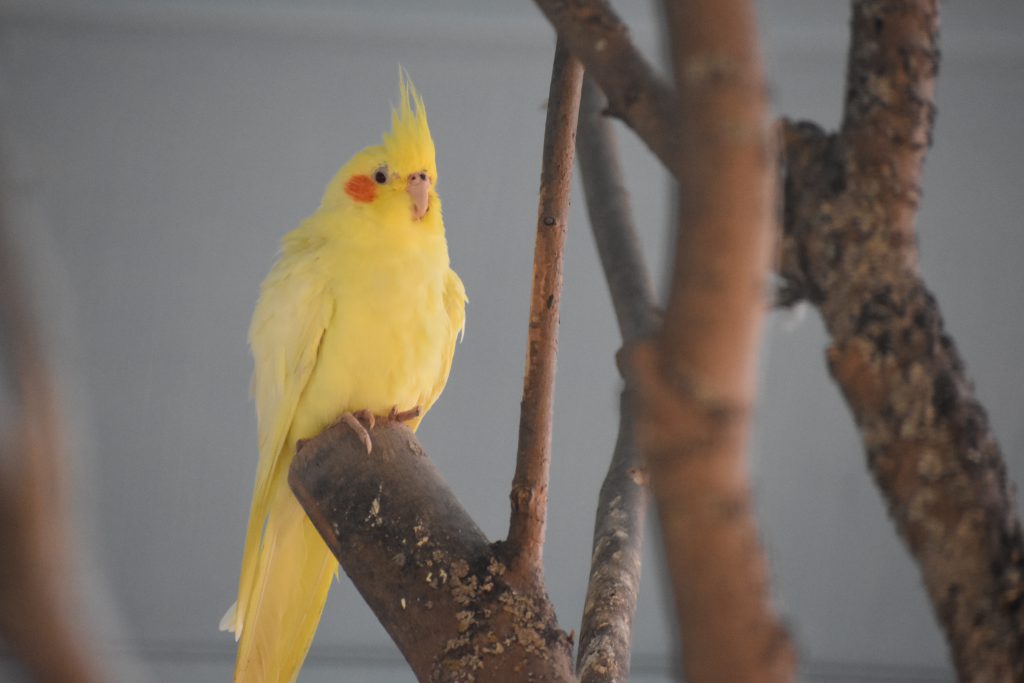 australian cockatiel bird