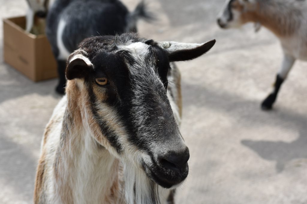 Alpine Goat – Saginaw Children's Zoo