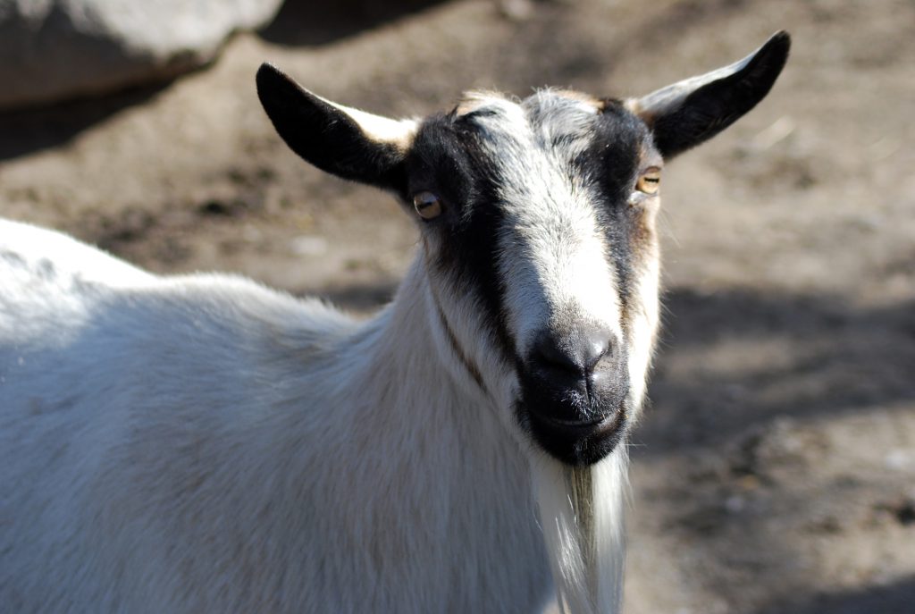 Alpine Goat – Saginaw Children's Zoo