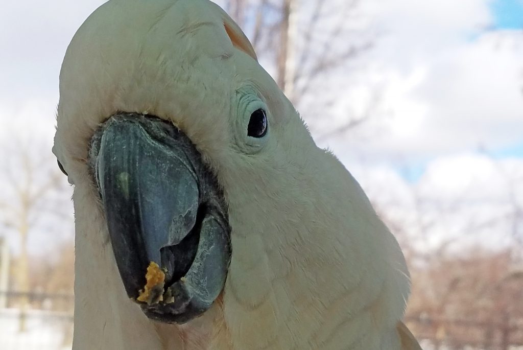 moluccan cockatoo diet