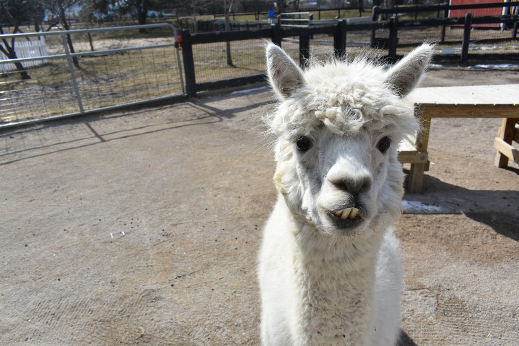 Alpaca