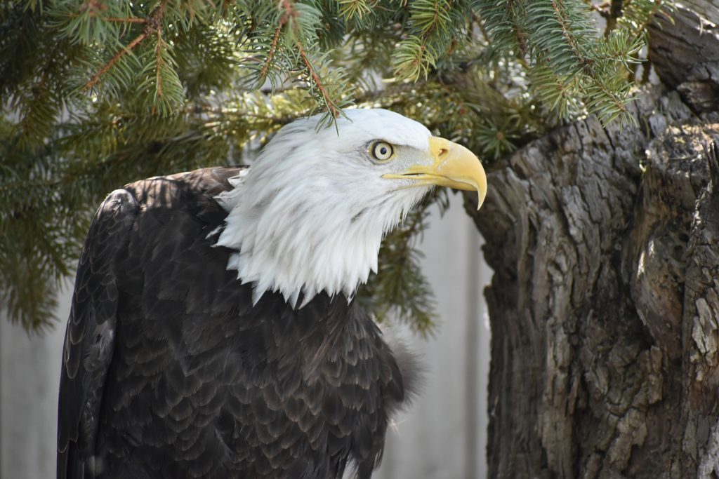 Golden Eagle Restaurant Serves Dinner With A View The