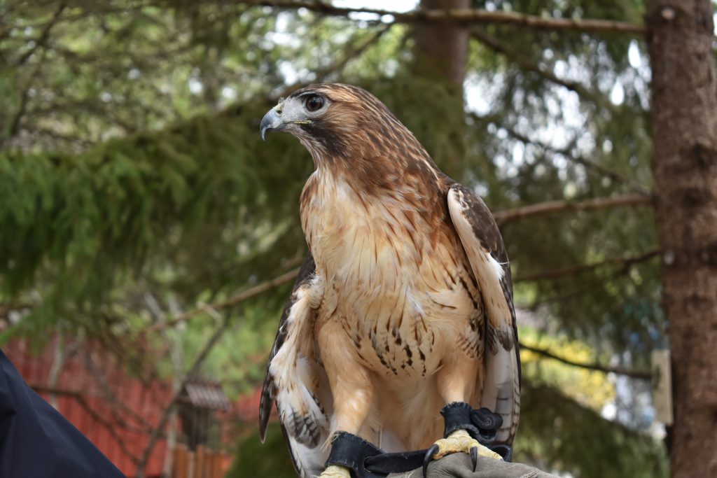 Birds of Prey in Michigan – Facts, List, Pictures