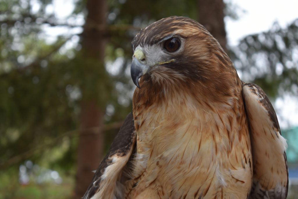 Red Hawk