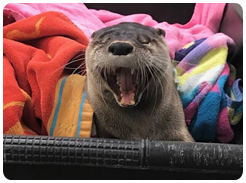 otter