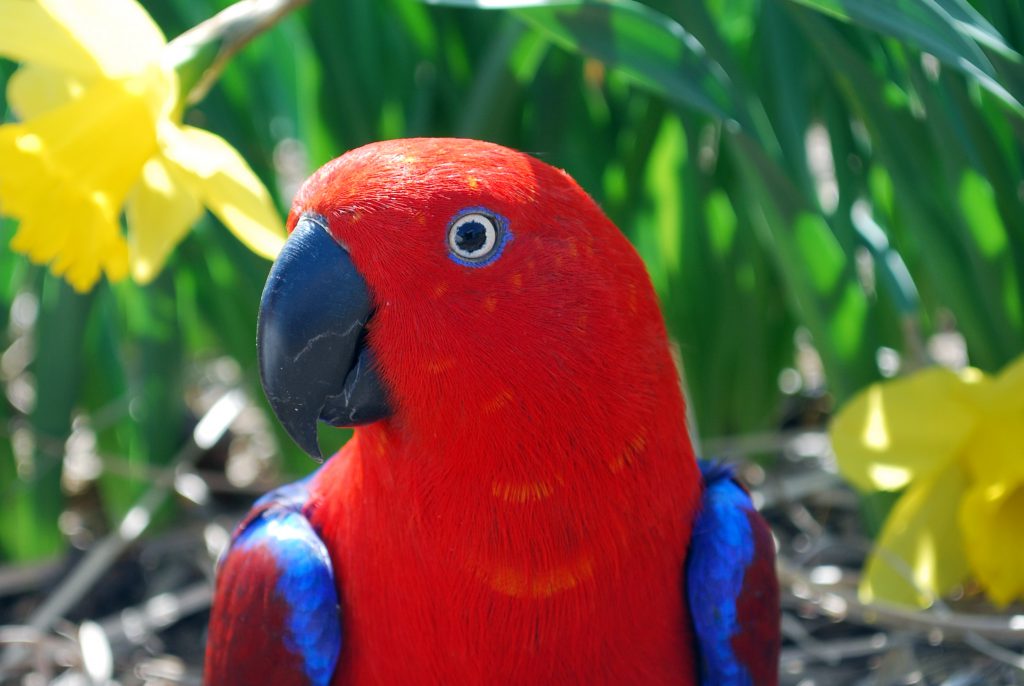 eclectus parrot for sale australia