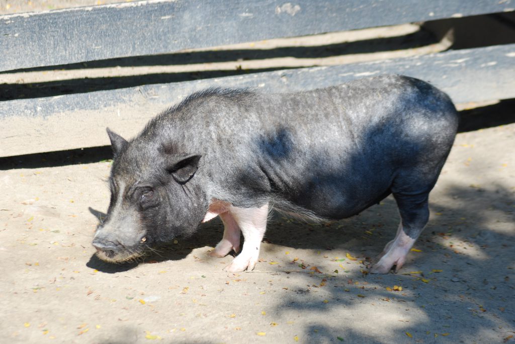 Dark gray pig standing in its habitat on a sunny day