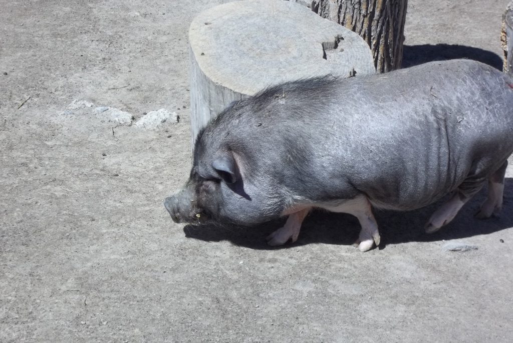 dark gray pig sniffing around its habitat