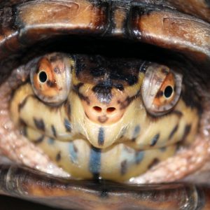 Red-Tailed Boa Constrictor – Saginaw Children's Zoo