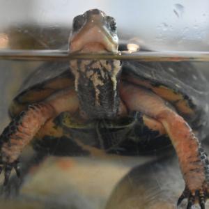 Red-Tailed Boa Constrictor – Saginaw Children's Zoo