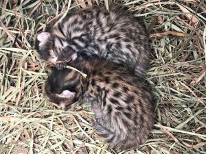 baby black footed cat