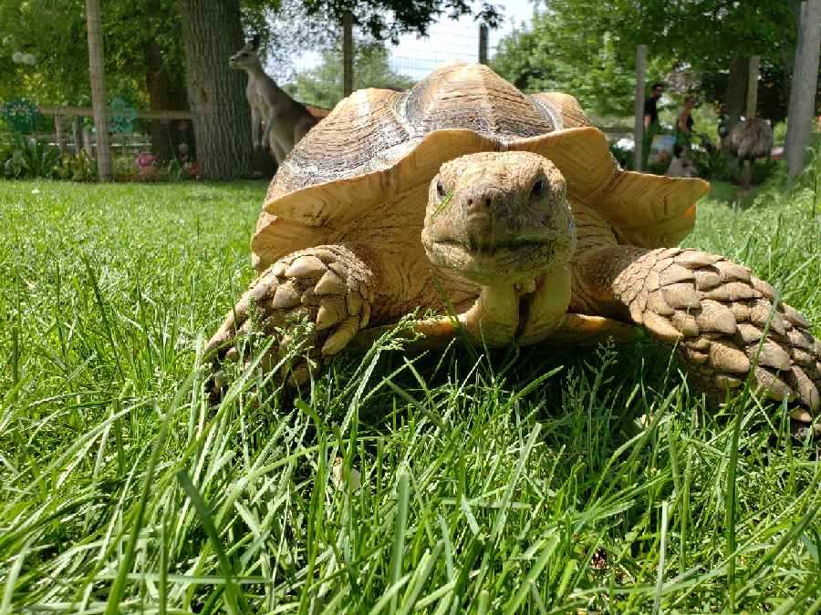 Sulcata Tortoise Saginaw Children S Zoo,Blue Tick Hound Mix