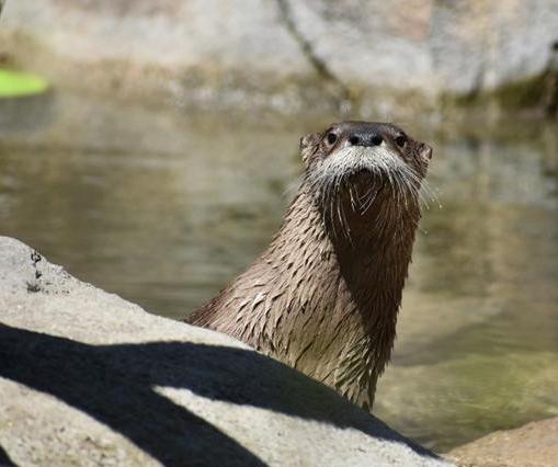 River otter peaking its head above a rock