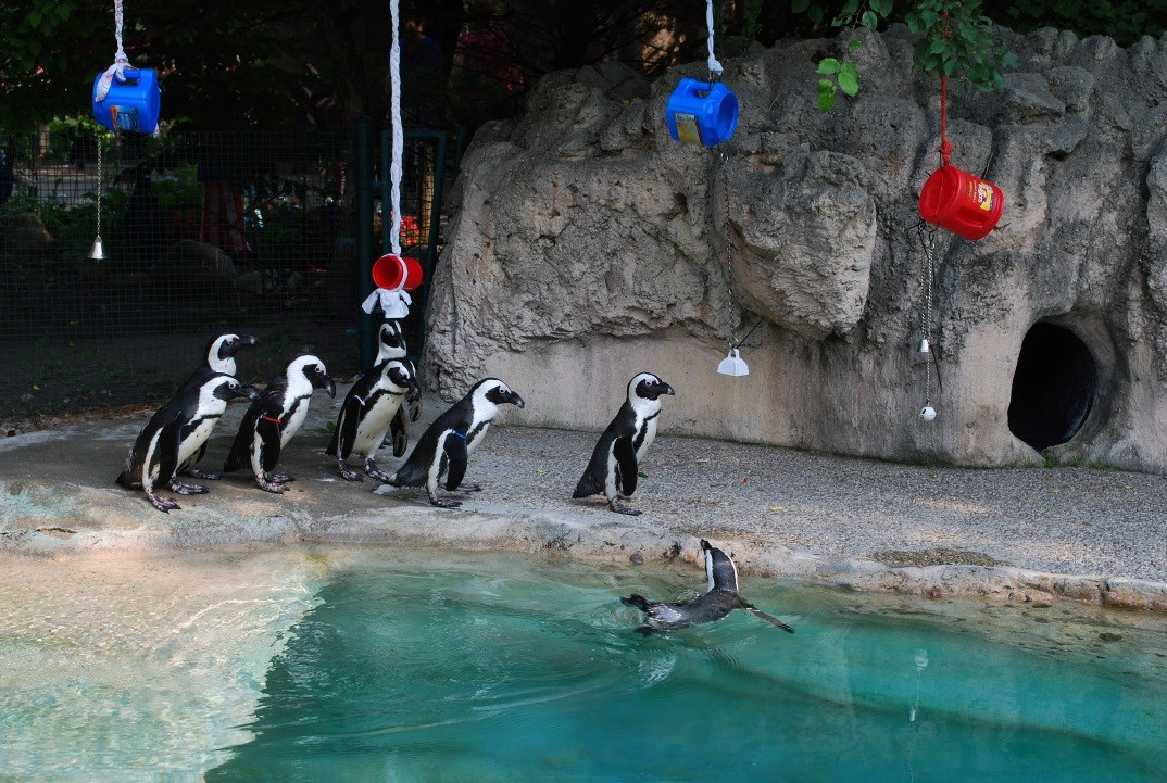 Enrichment 101 – Saginaw Children's Zoo