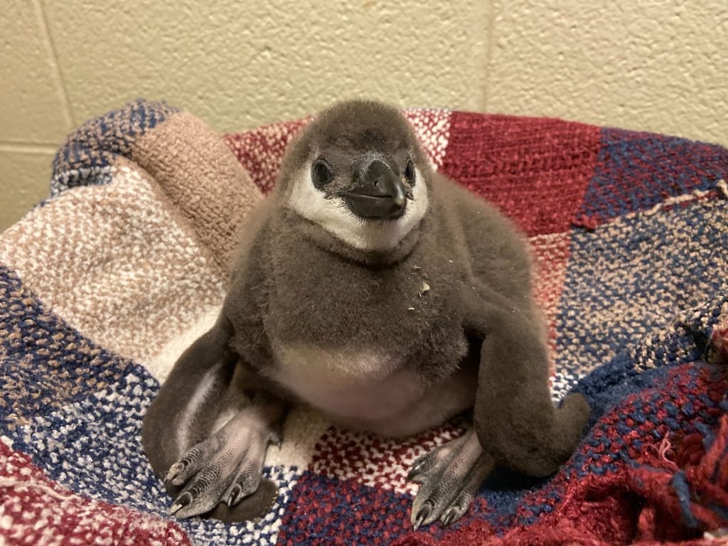 gobbles2 gobbles2