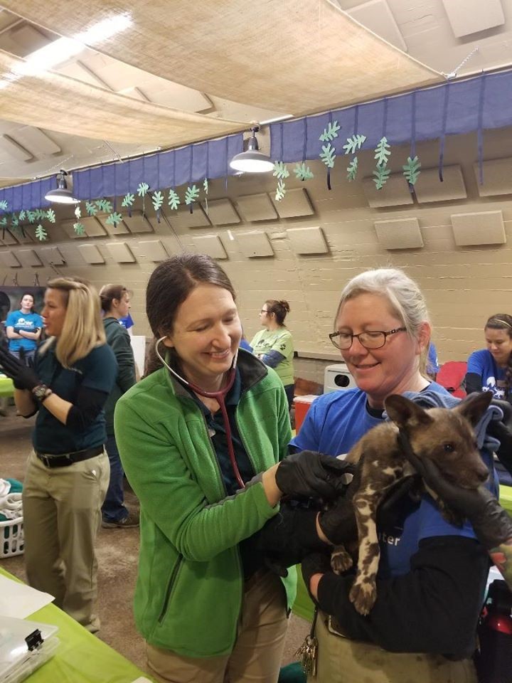Dr. Shannon Cerveny checking a canine animal with a stethoscope