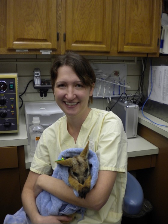 Dr. Shannon Cerveny holding a baby kangaroo in a vet clinic