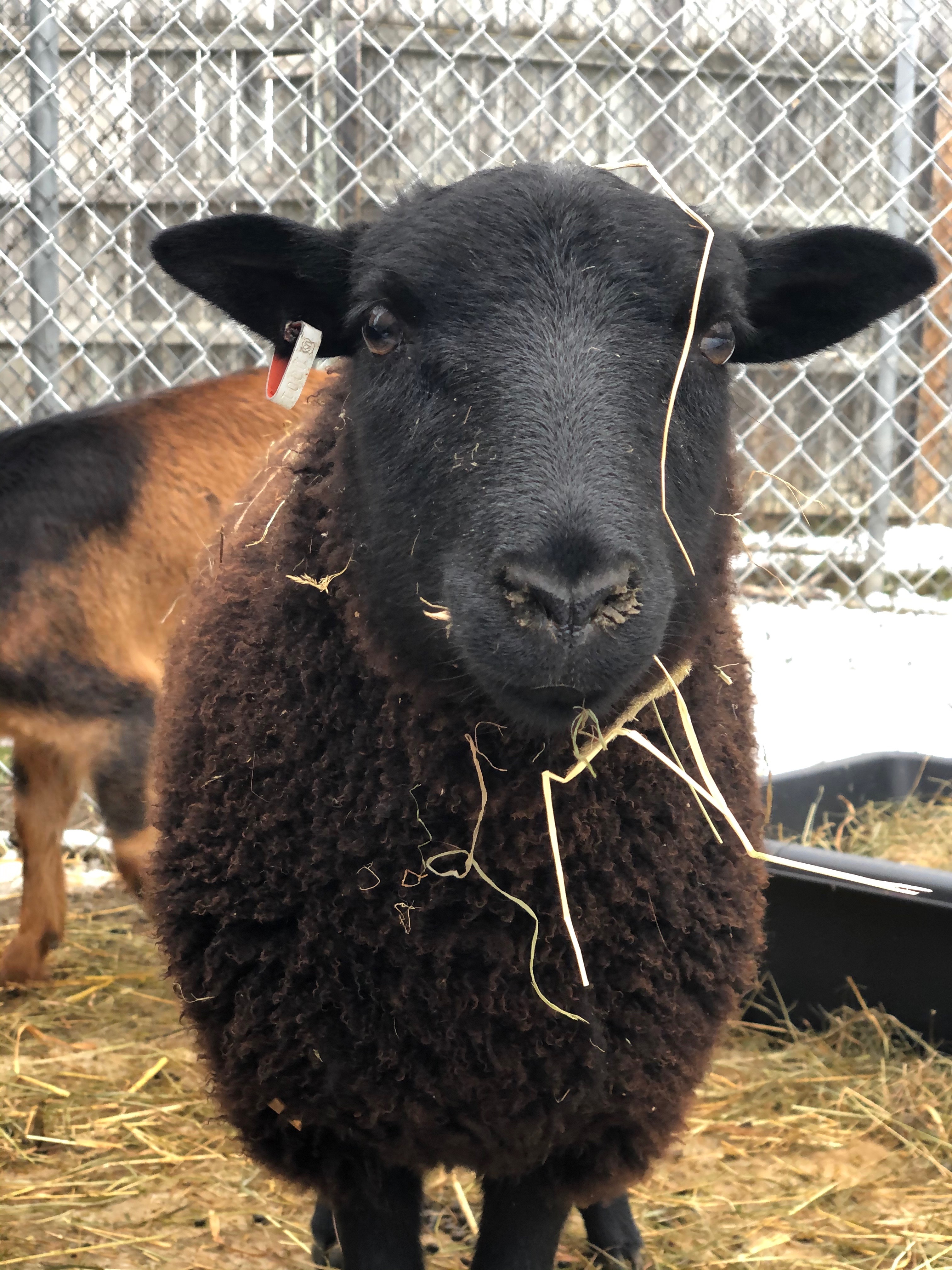 Black Welsh Mountain Sheep – Saginaw Children's Zoo