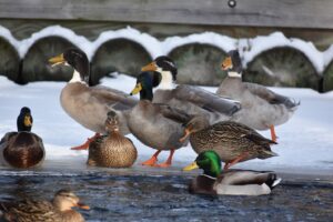 A flock of ducks enjoying the pond