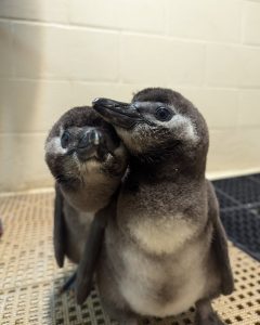 Two baby penguins standing side by side
