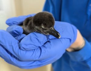 A baby penguin in the hands of an animal care staff member