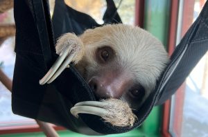 Male Hoffman's Two-Toed Sloth laying in a hammock in his habitat