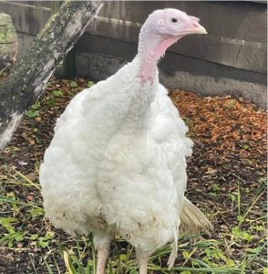 A white female turkey standing in her habitat