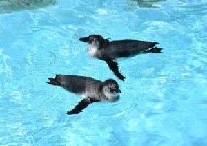 Baby penguins swimming side by side going different directions