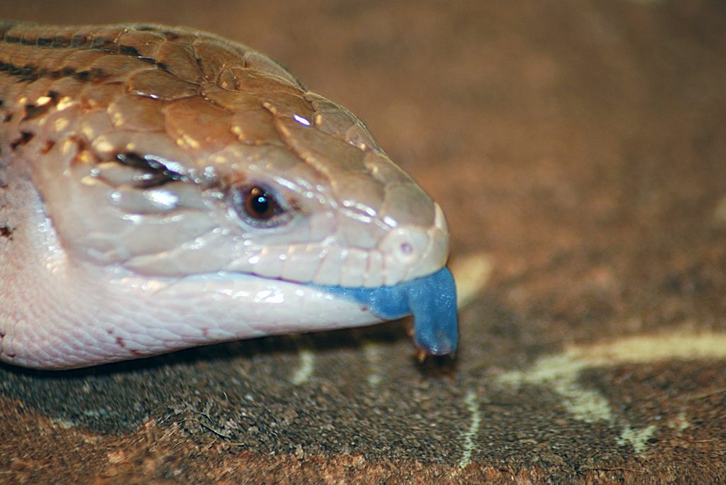 Blue Tongued Skink sticking its blue tongue out
