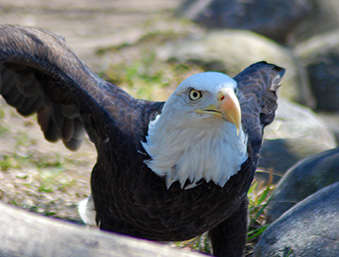 Bald Eagle on the ground with its wings spread out