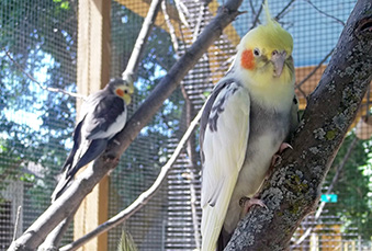 Two cockatiels perched on branches in their habitats