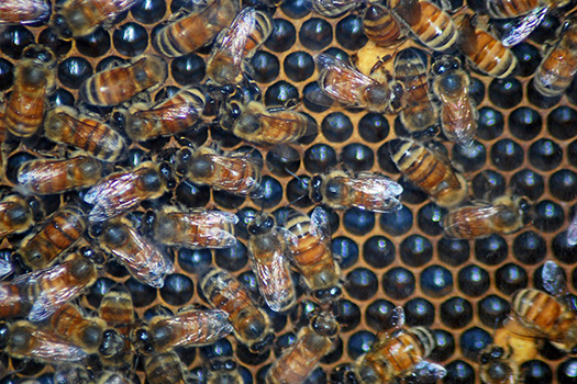 a colony of honeybees crawling on a honeycomb