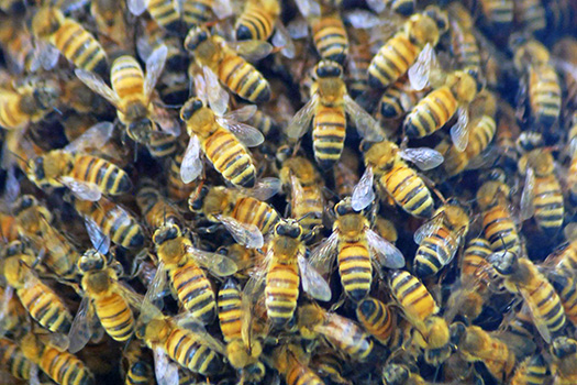 A colony of honeybees