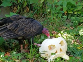 Turkey Vulture playing with a white jack o lantern in its habitatTurkey Vulture playing with a white jack o lantern in its habitat