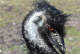 Close up headshot of an Emu tilting its head downward