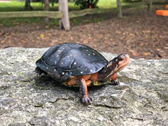 Spotted Turtle standing on a rock