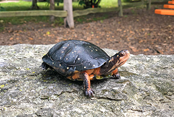 Spotted Turtle standing on a rock