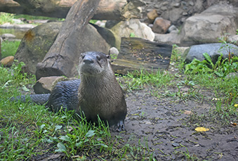 Otter Standing in her habitat