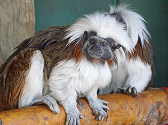 Cotton Top Tamarins on a branch in their habitat