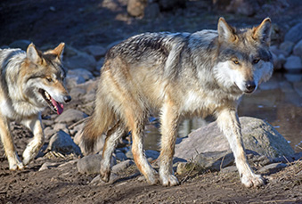 Two Mexican Grey Wolves walking through their habitat