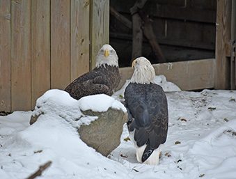 Two bald eagles standing next to each other in the snow