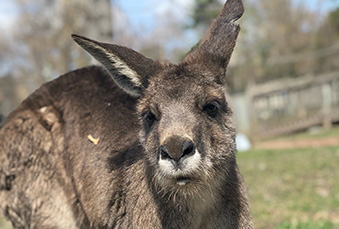 close up head shot side view of a eastern grey kangaroo