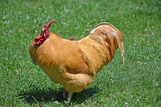 Orpington chicken walking on grass